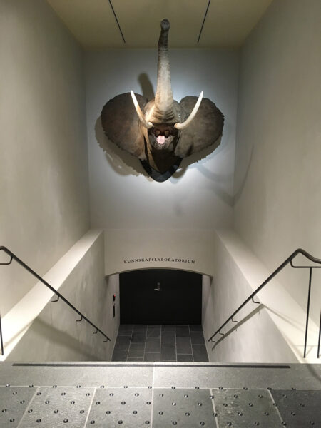 Et utstoppet elefanthode montert på veggen over trappeoppgangen til Kunnskapslaboratorium på museum.