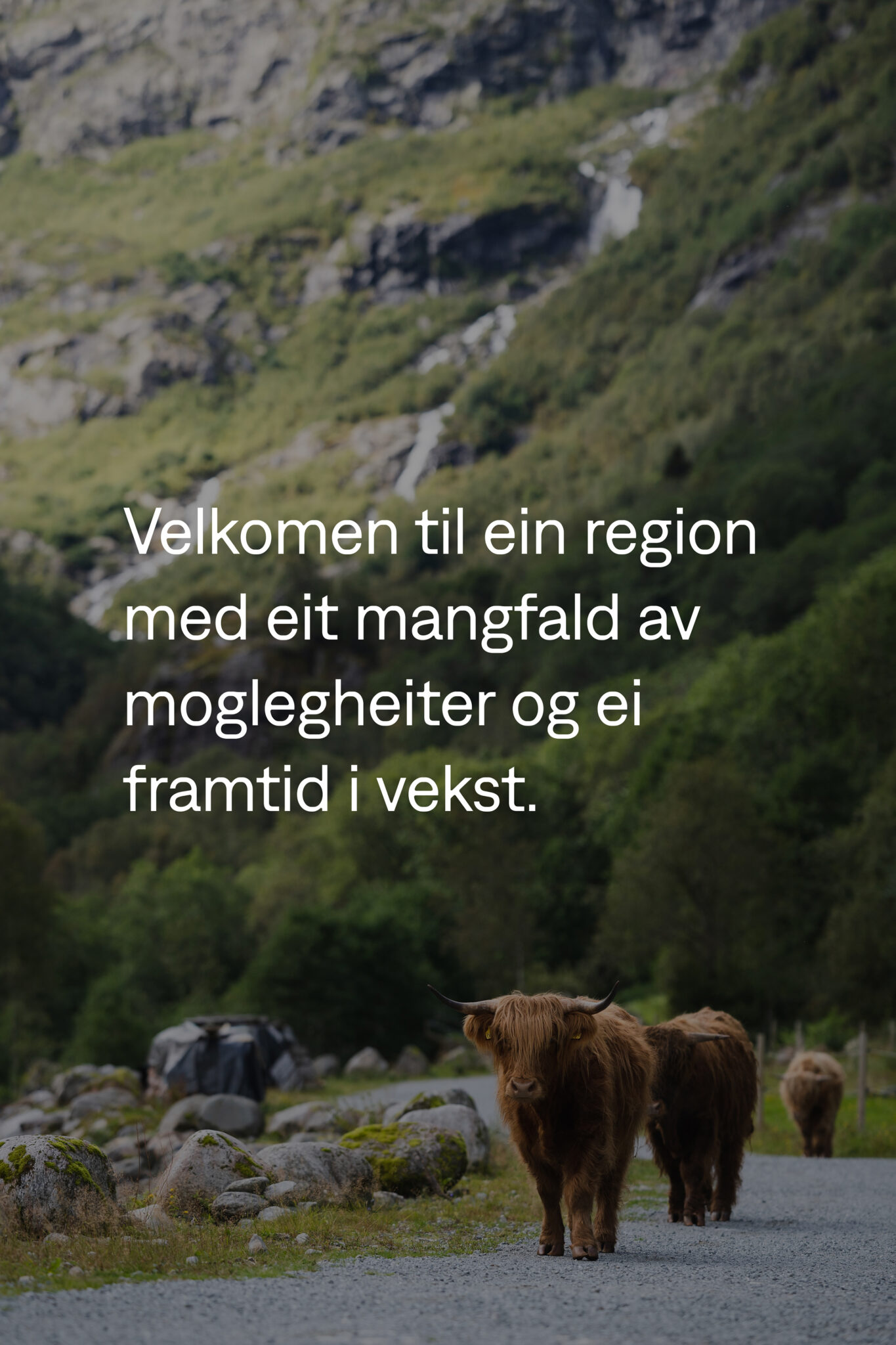 Haltenbanken vikallar hardanger voss nettside