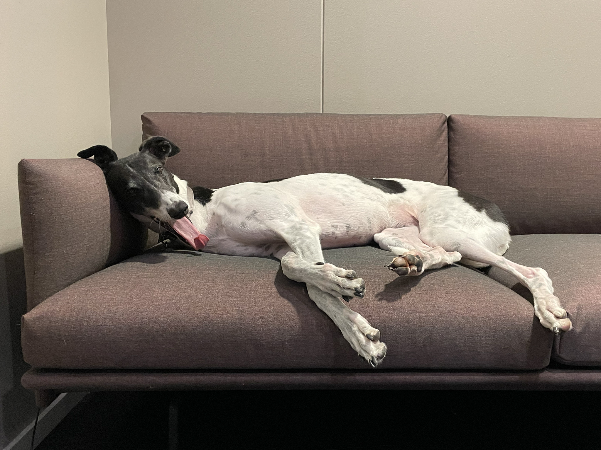 En svarthvit greyhound-hund strekker seg ut og slapper av i en brun kontorsofa.